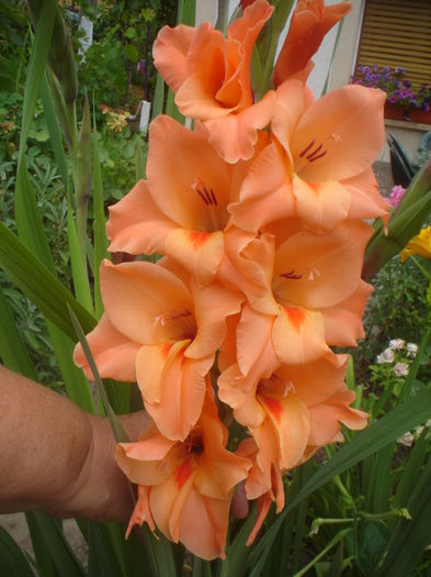 gladiola