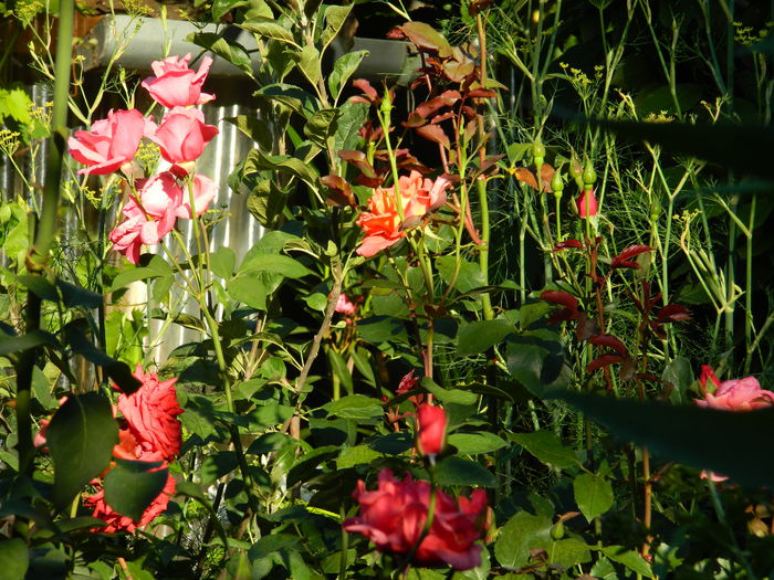 DSCN0100 - IULIE_2014