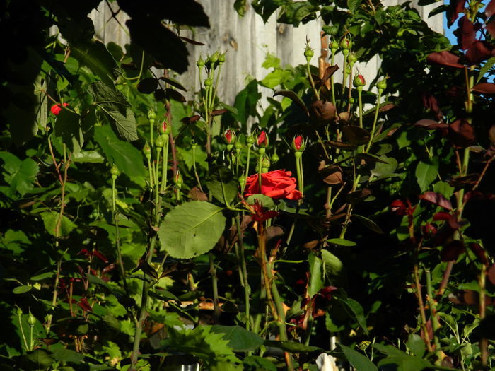 DSCN0114 - IULIE_2014