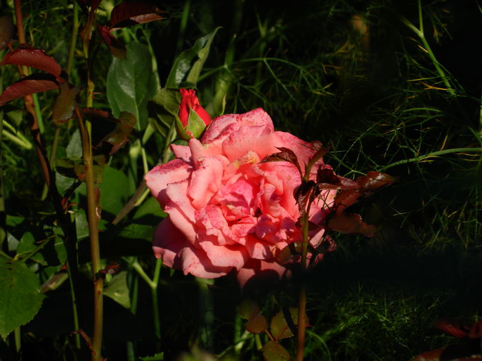DSCN0116
