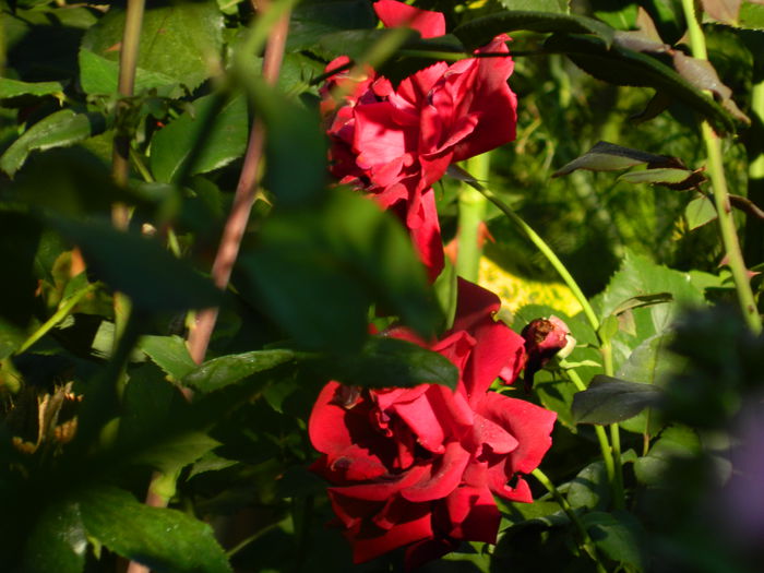 DSCN0117
