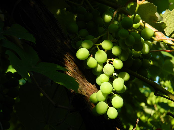 DSCN0119