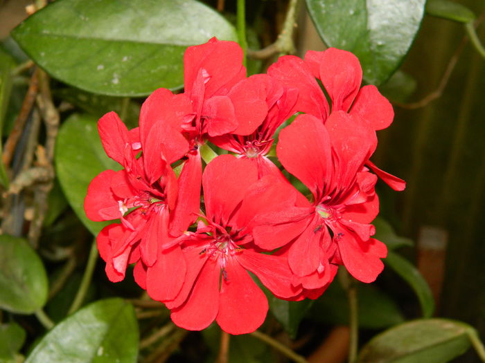 DSCN9958