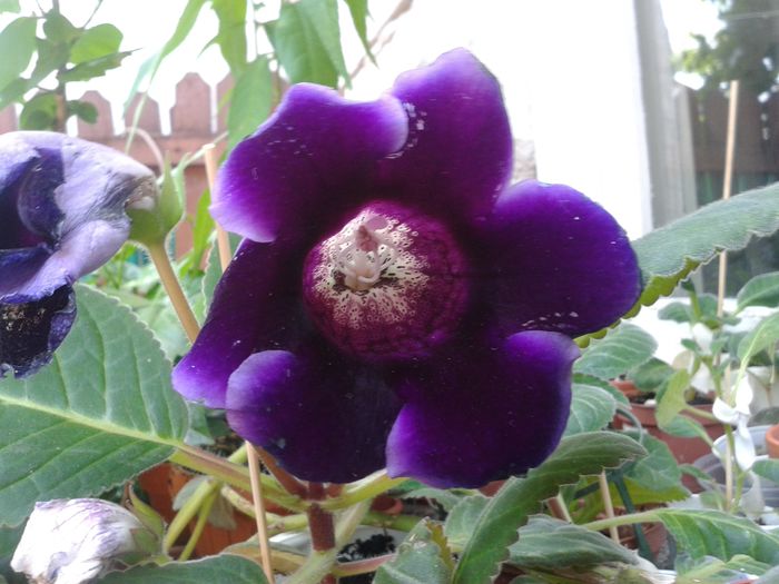 20140706_121803 - gloxinia 2014