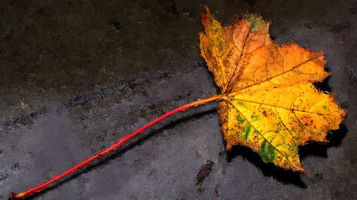 autumn-leaf-1080x1920 - POZE DESKTOP 2015