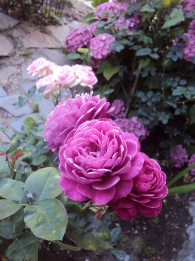 DSC09017 - 2016 Gradina rozelor