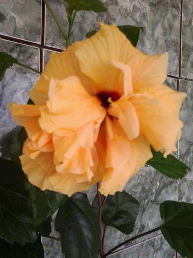 Classic Apricot - Trandafir japonez - hibiscus