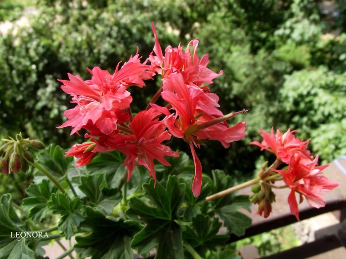 samanta bronze butterfly - muscate stellar