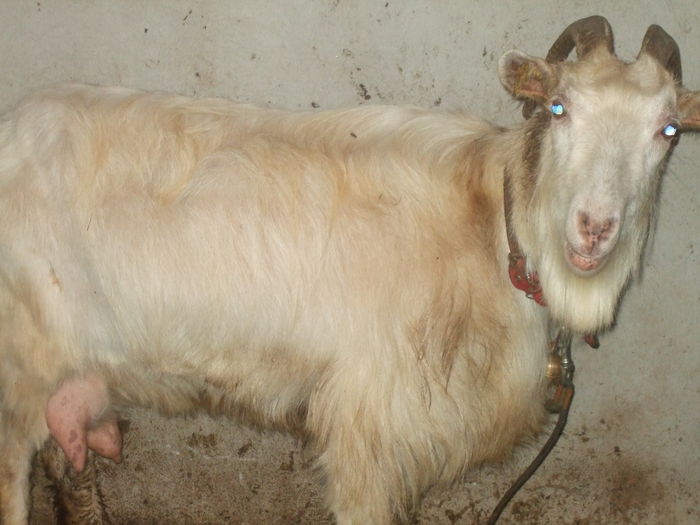 Estera - capre