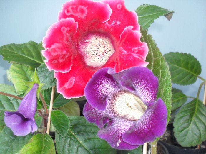 SDC12037 - GLOXINIA 2013-2014