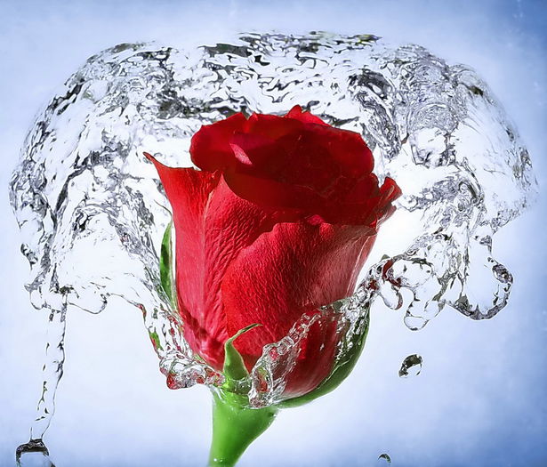 Rose_Splash-wallpaper-9597218 - X Altele X