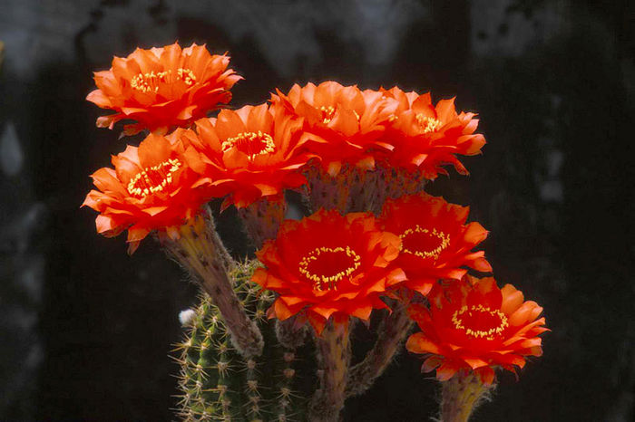 cactus-echinopsis_0 - DORESC