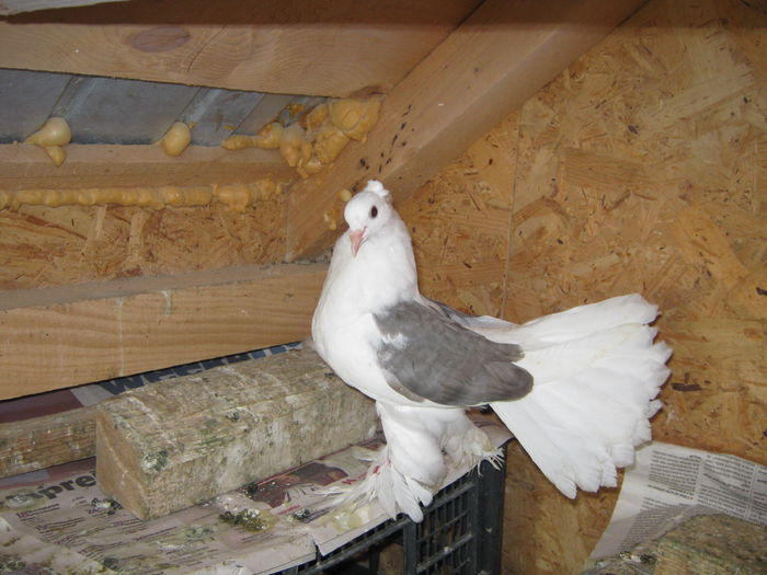 probabil mascul - tineret