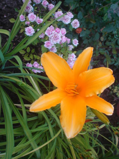  - hemerocallis 2014