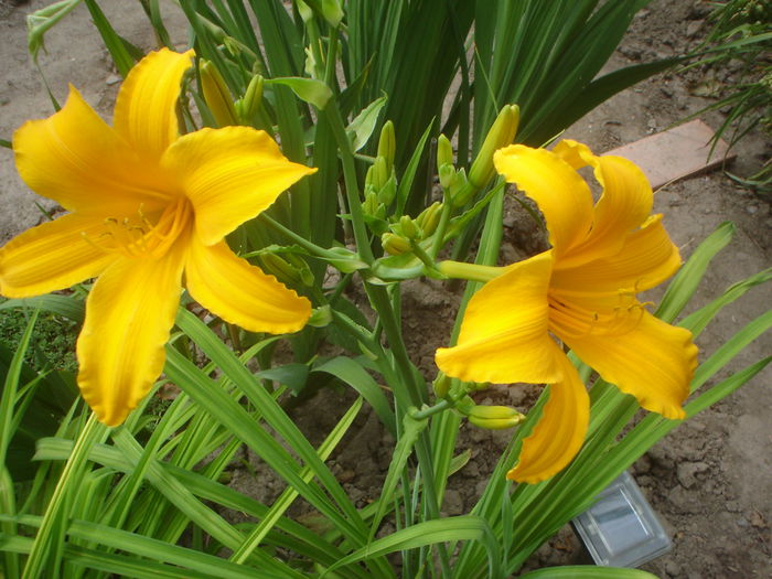 Reverend Traub - hemerocallis 2014