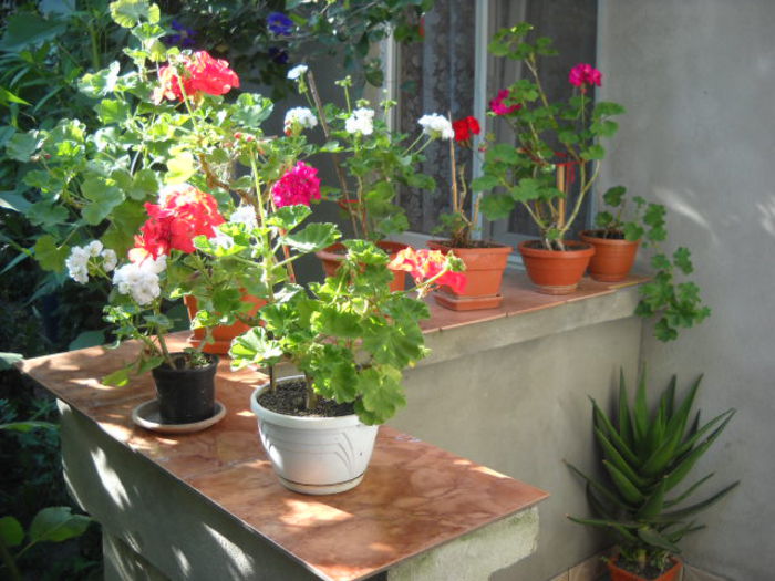 06 . 07. 2014 - Florile mele si obiecte de artizanat