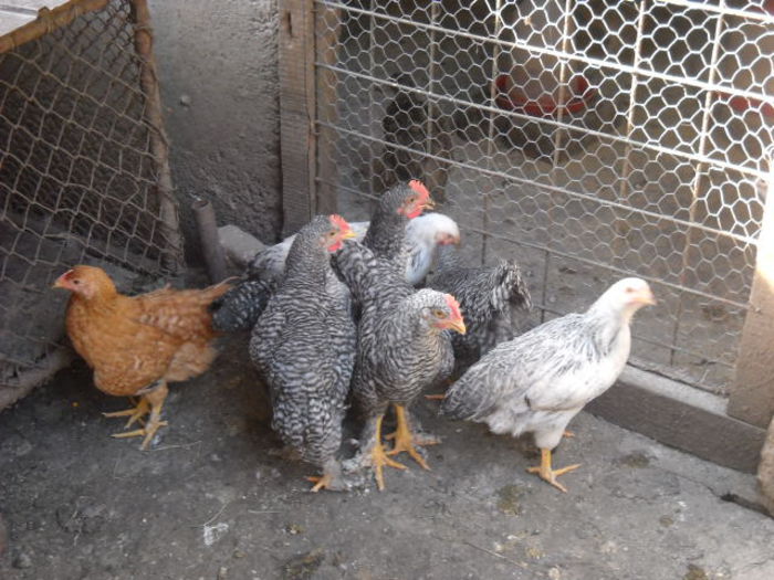 am crescut mari 06.07.2014