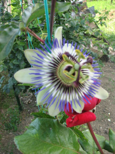 IMG_2542 - Passiflora Purple Haze 2014