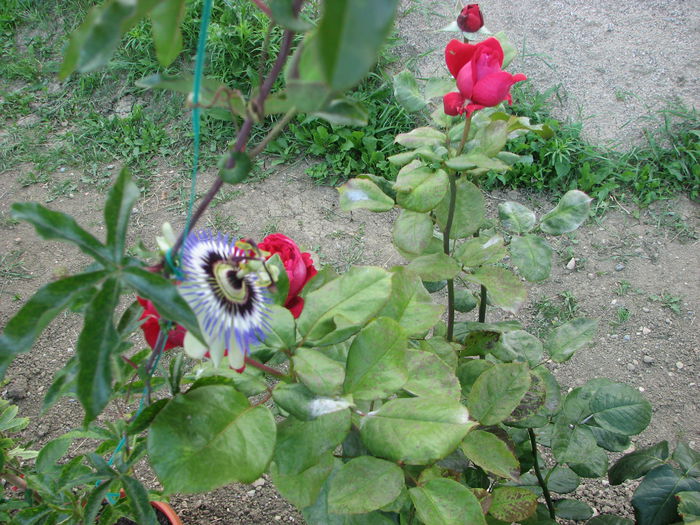 IMG_2533 - Passiflora Purple Haze 2014