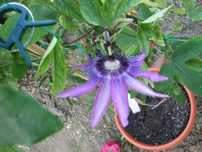 IMG_2548 - Passiflora Purple Haze 2014