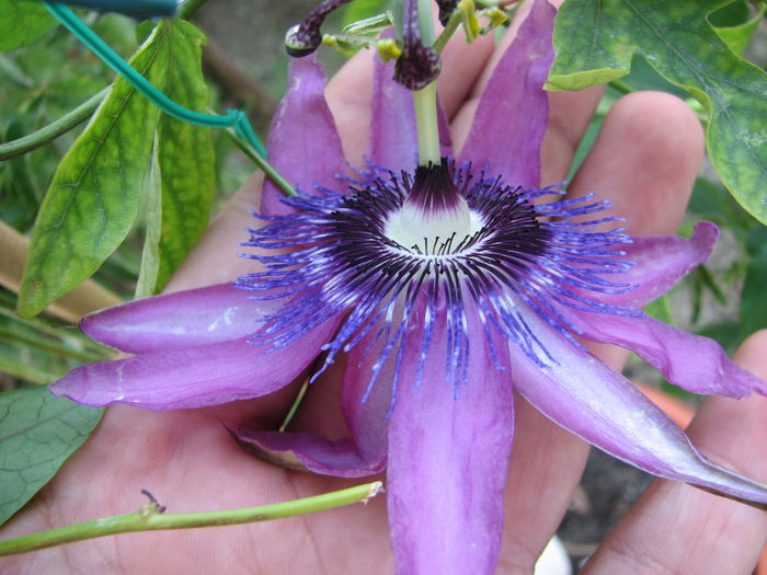 IMG_2550 - Passiflora Purple Haze 2014