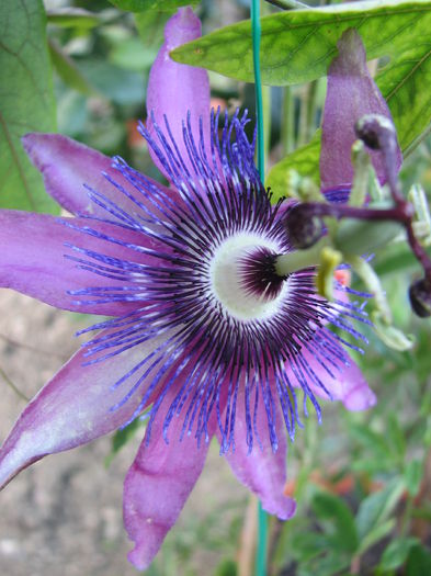 IMG_2552 - Passiflora Purple Haze 2014