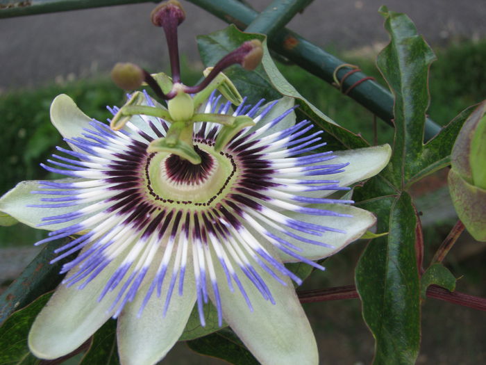 IMG_2556 - Passiflora Purple Haze 2014