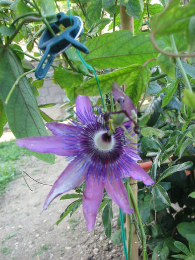 IMG_2558 - Passiflora Purple Haze 2014