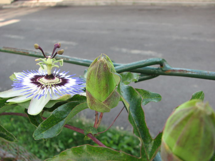 IMG_2577 - Passiflora Purple Haze 2014