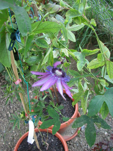 IMG_2582 - Passiflora Purple Haze 2014