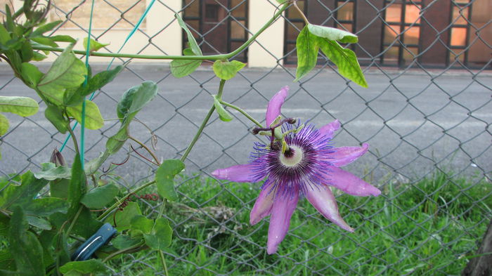 IMG_2585 - Passiflora Purple Haze 2014