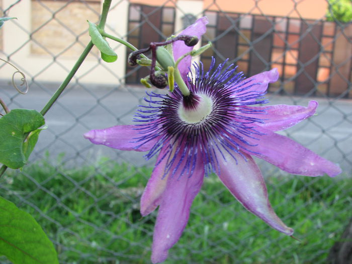 IMG_2589 - Passiflora Purple Haze 2014