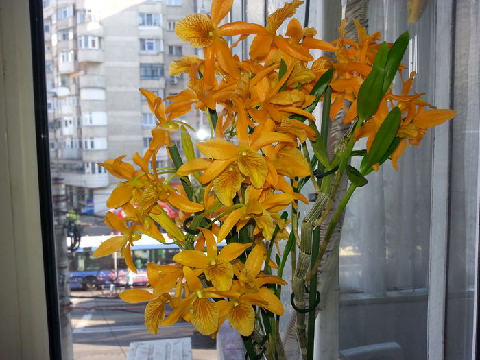 dendrobium