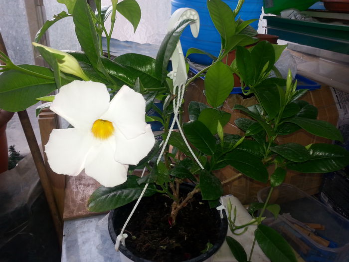 mandevilla alba - 2014 noi inceputuri