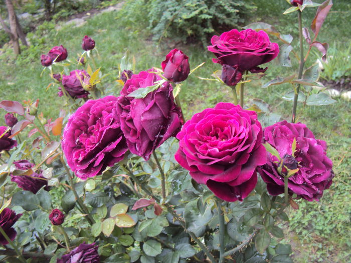 DSC09193 - 2016 Gradina rozelor