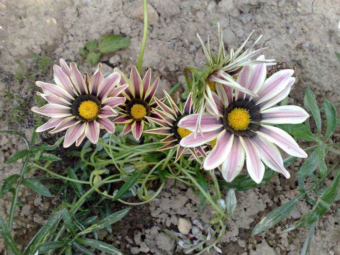 gazania - B FLORI 2014 in gradina