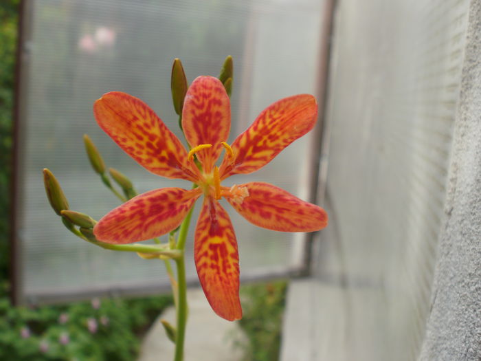  - Plante II