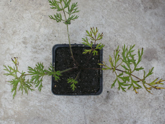 Pulsatilla vulgaris `Rubra` - Plante II