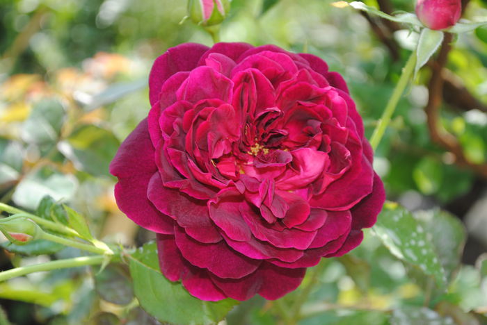 Munstead Wood - yyy 2014 Trandafiri si clematite