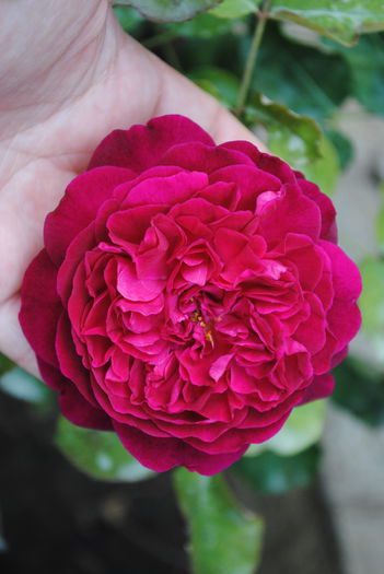 Munstead Wood - yyy 2014 Trandafiri si clematite