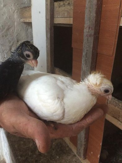 10510158_734428766599924_567138664_n