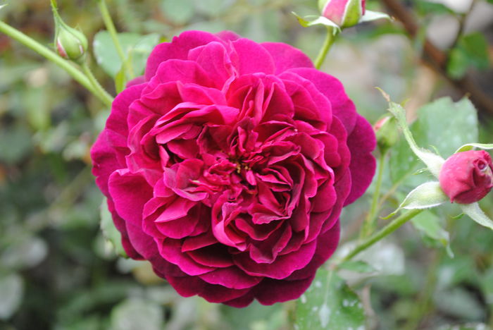 Munstead Wood - yyy 2014 Trandafiri si clematite