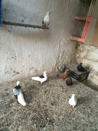 10523217_734428049933329_324595967_n