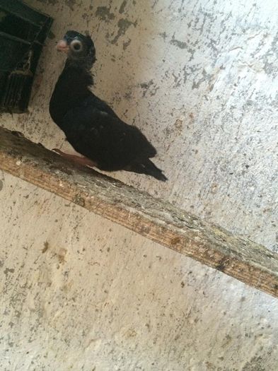 10524161_734428209933313_1372628830_n