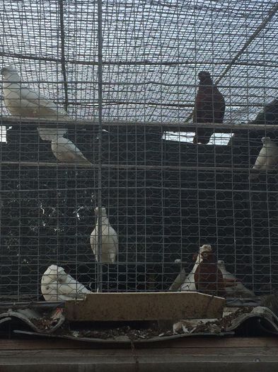 10524824_734428133266654_1146347190_n