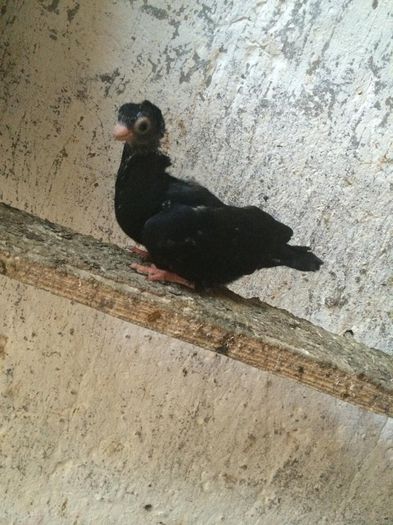 10524824_734428196599981_389543327_n