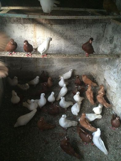 10524866_734428109933323_35752896_n