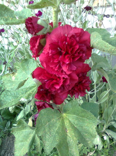 DOC POZE 003 - A___PRIMAVARA-VARA 2014