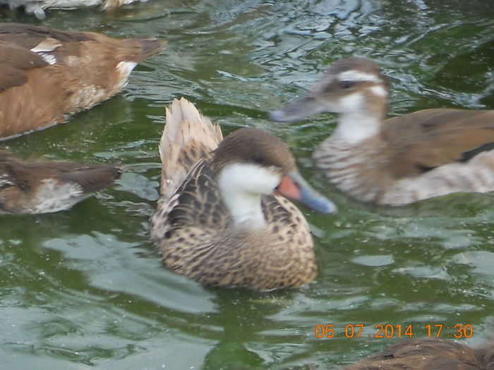 Bahama - Tineret-2014