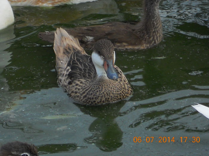 DSCN5992 - Tineret-2014